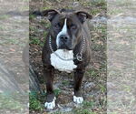 Small #4 American Pit Bull Terrier Mix