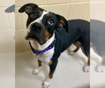 Small #1 American Pit Bull Terrier Mix