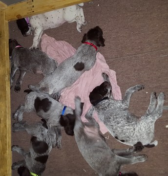 Medium Photo #1 German Wirehaired Pointer Puppy For Sale in OMAHA, NE, USA