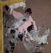 Small Photo #1 German Wirehaired Pointer Puppy For Sale in OMAHA, NE, USA