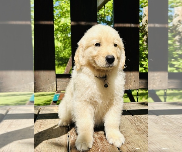 Medium Photo #2 Golden Retriever Puppy For Sale in AMITY, AR, USA