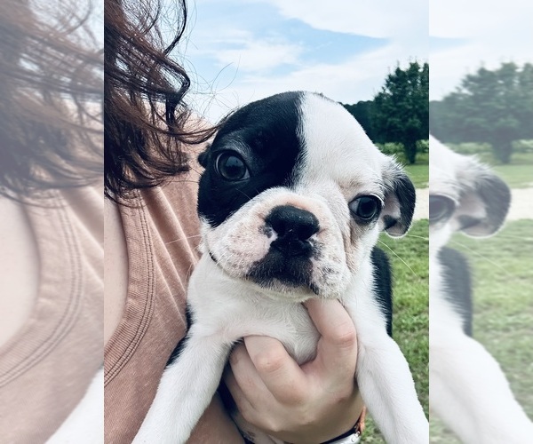 Medium Photo #9 Boston Terrier Puppy For Sale in PIKEVILLE, NC, USA