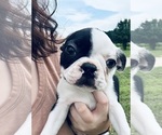 Small Photo #9 Boston Terrier Puppy For Sale in PIKEVILLE, NC, USA