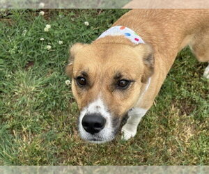 Labrador Retriever-Unknown Mix Dogs for adoption in Tulsa, OK, USA