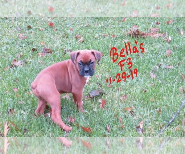 Medium Photo #4 Boxer Puppy For Sale in WESTVILLE, IN, USA