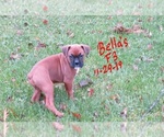 Small Photo #4 Boxer Puppy For Sale in WESTVILLE, IN, USA