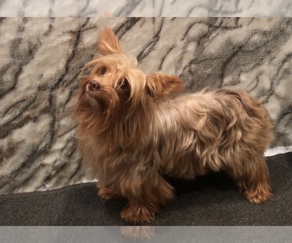 Medium Photo #6 Yorkshire Terrier Puppy For Sale in MOUNT CARMEL, PA, USA