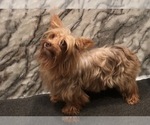 Small #5 Yorkshire Terrier