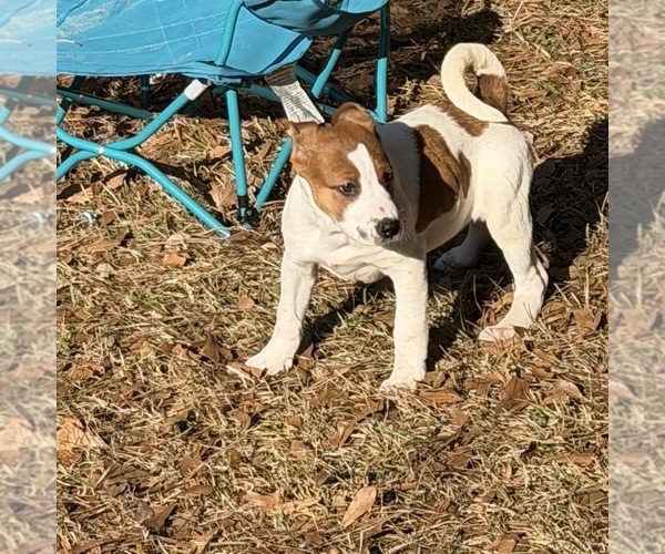 Medium Photo #1 America Bandogge Mastiff Puppy For Sale in SNELLVILLE, GA, USA