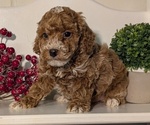 Small #1 Poodle (Miniature)