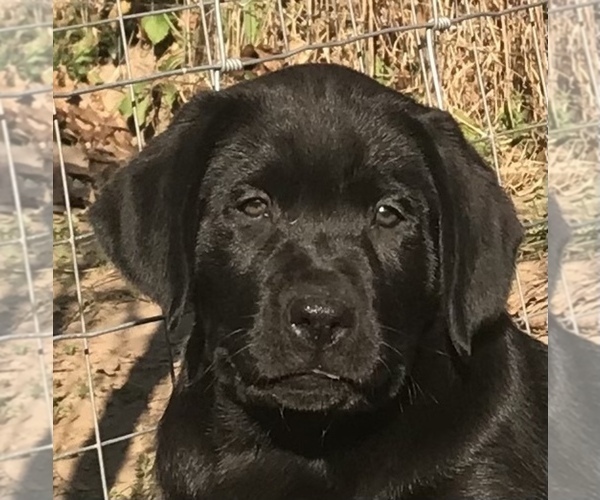 Medium Photo #1 Labrador Retriever Puppy For Sale in BARNEVELD, WI, USA
