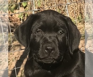 Labrador Retriever Puppy for Sale in BARNEVELD, Wisconsin USA