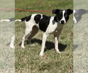 Mutt Dogs for adoption in Yardley, PA, USA