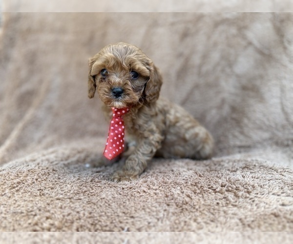 Medium Photo #8 Cavapoo (Miniature) Puppy For Sale in LAKELAND, FL, USA