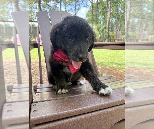 Medium Photo #33 Gollie Puppy For Sale in SANTA ROSA BEACH, FL, USA