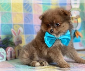 Pomeranian Puppy for sale in LANCASTER, PA, USA