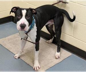 American Pit Bull Terrier Dogs for adoption in Denver, CO, USA