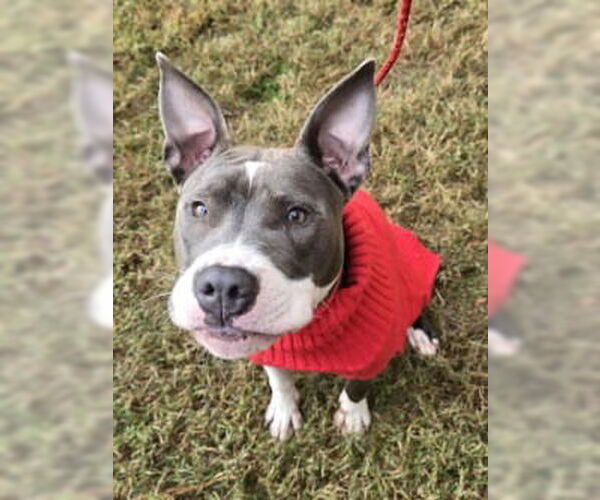 Medium Photo #2 American Pit Bull Terrier-Unknown Mix Puppy For Sale in Glen Allen, VA, USA