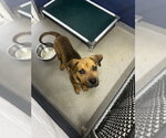 Small Labrador Retriever Mix
