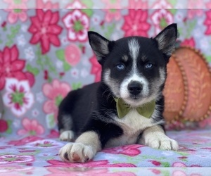 Pomsky Puppy for sale in LANCASTER, PA, USA