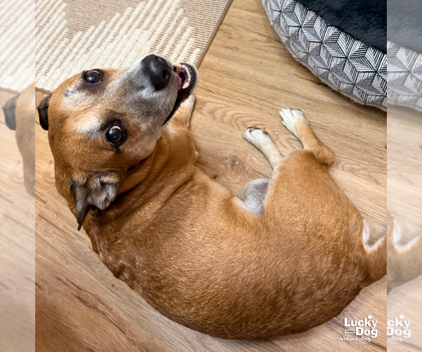 Medium Photo #8 Chihuahua-Unknown Mix Puppy For Sale in Washington, DC, USA