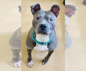 American Pit Bull Terrier-Unknown Mix Dogs for adoption in Derwood, MD, USA