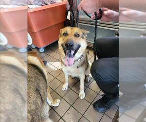 German Shepherd Dog Dogs for adoption in Burbank, CA, USA