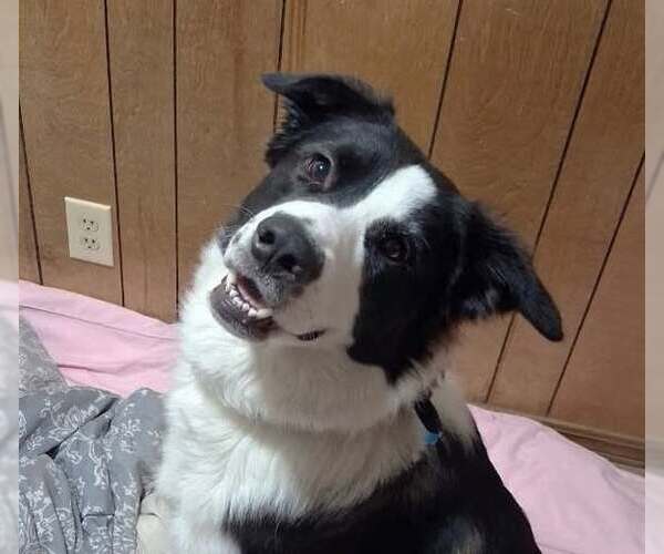 Medium Photo #2 Collie-German Shepherd Dog Mix Puppy For Sale in Winter Park, CO, USA