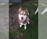 Small Siberian Husky