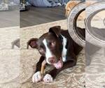 Small #3 Labrador Retriever-Staffordshire Bull Terrier Mix
