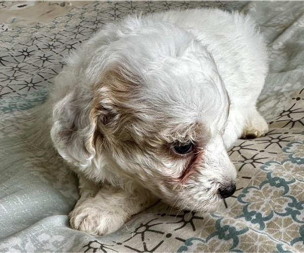 Medium Photo #23 Goldendoodle (Miniature) Puppy For Sale in PENSACOLA, FL, USA