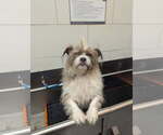 Small #1 Petit Basset Griffon Vendeen Mix