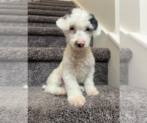 Poodle (Miniature) Puppy for Sale in MARTINSVILLE, Indiana USA