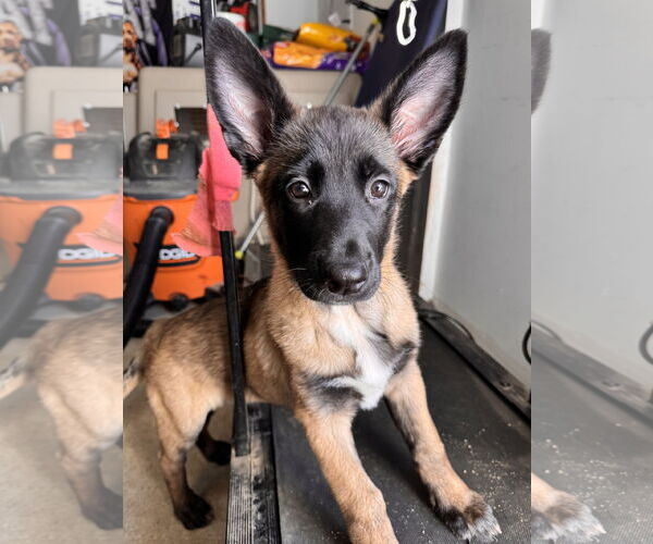 Medium Photo #10 German Shepherd Dog Puppy For Sale in Seattle, WA, USA