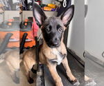 Small #9 German Shepherd Dog