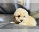 Small Photo #1 Maltipoo Puppy For Sale in SAN BERNARDINO, CA, USA