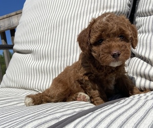 Poodle (Miniature) Puppy for sale in MONROE, NC, USA