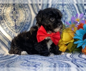 Cairn Terrier-Poodle (Toy) Mix Puppy for sale in LANCASTER, PA, USA