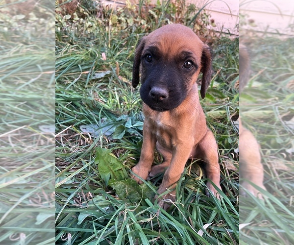 Medium Photo #1 Rhodesian Ridgeback Puppy For Sale in PRINCETON, ID, USA