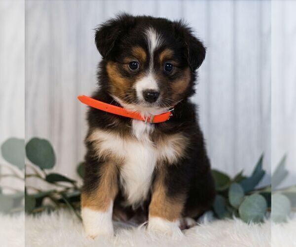Medium Photo #3 Miniature Australian Shepherd Puppy For Sale in REBERSBURG, PA, USA
