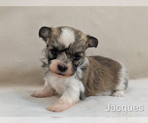 Havanese Puppy for sale in VANCOUVER, WA, USA