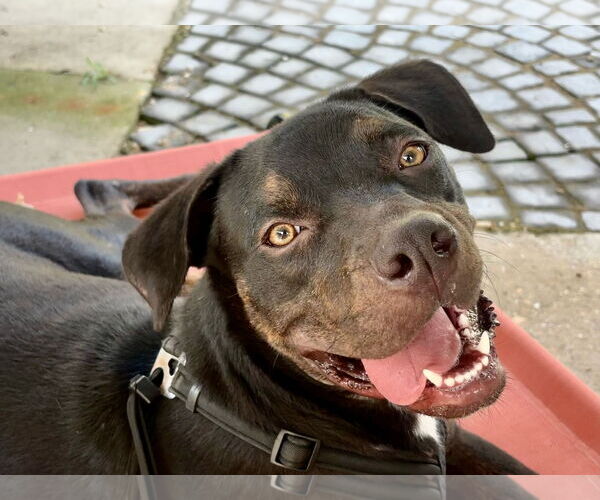 Medium Photo #1 Labrador Retriever Puppy For Sale in New Orleans, LA, USA