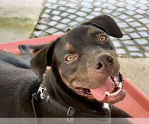Labrador Retriever Dogs for adoption in New Orleans, LA, USA