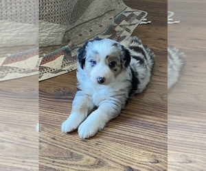Miniature Australian Shepherd Puppy for sale in CAMP MCCOY, WI, USA