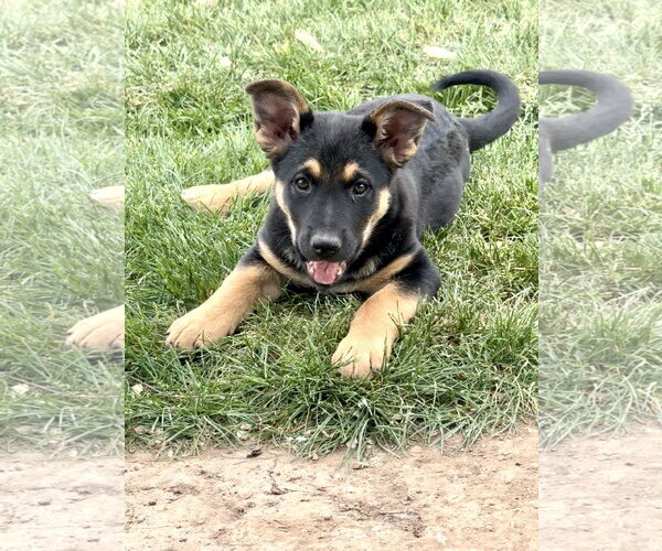 Medium Photo #4 Mutt Puppy For Sale in Sandy, UT, USA