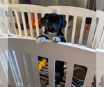Small Photo #6 Mutt Puppy For Sale in Grafton, WI, USA