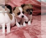 Small Photo #29 Chihuahua Puppy For Sale in MOUNT AIRY, NC, USA