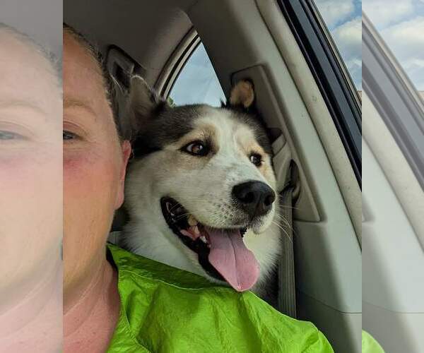 Medium Photo #14 Siberian Husky Puppy For Sale in Holly Springs, NC, USA