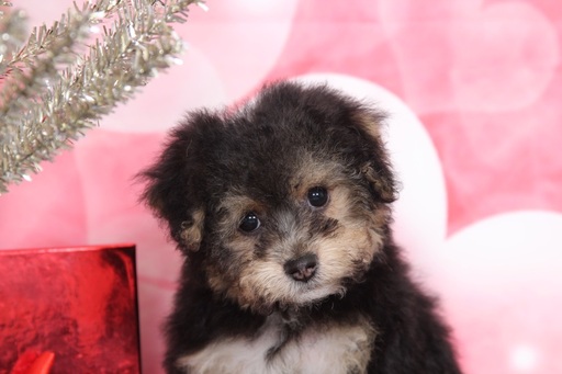 Medium Photo #4 Poochon Puppy For Sale in BEL AIR, MD, USA