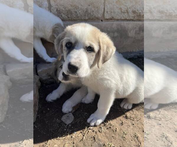 Medium Photo #4 Anatolian Shepherd-Great Pyrenees Mix Puppy For Sale in Bend, OR, USA